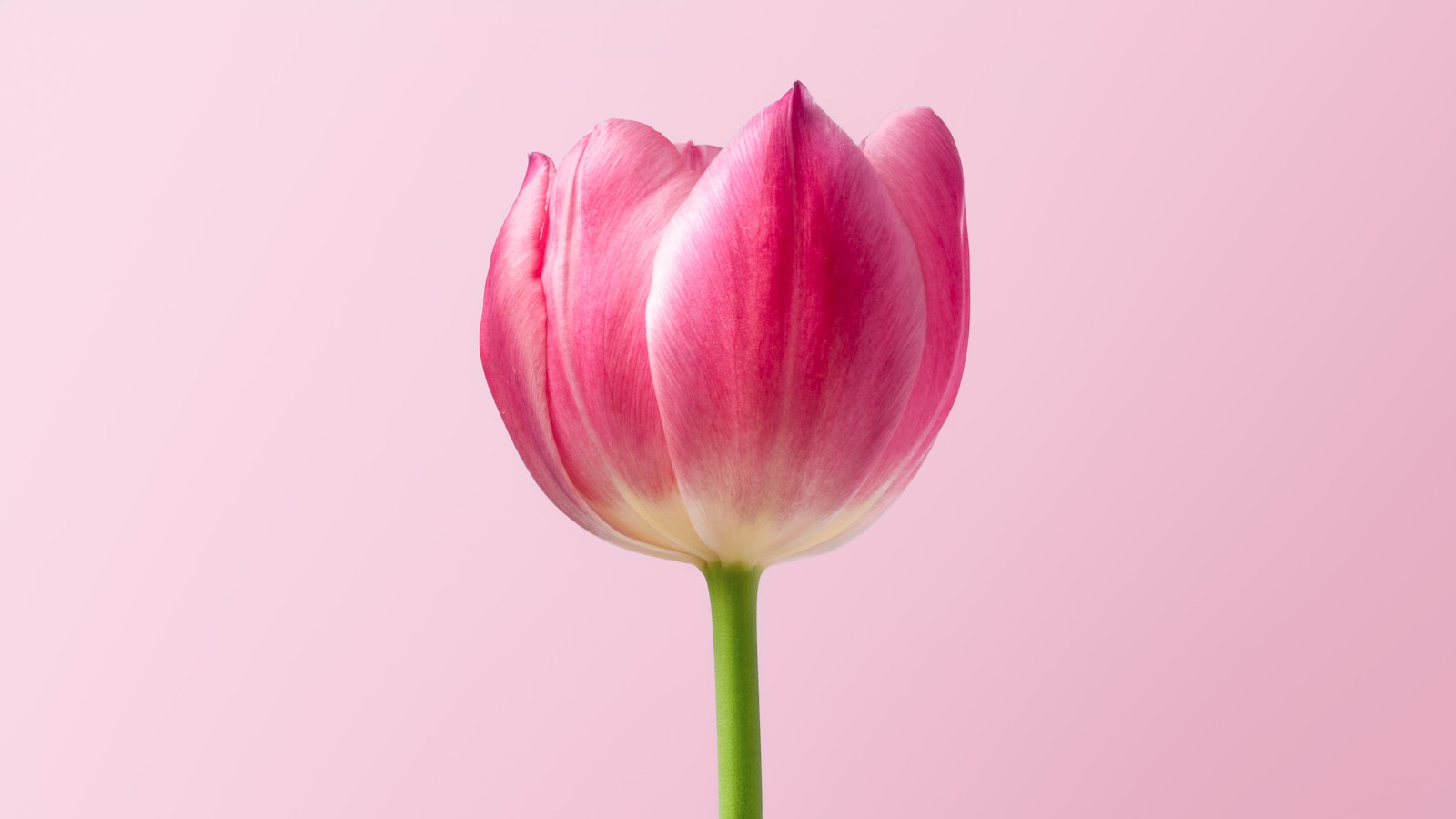 Photo by RoonZ nl pink flower