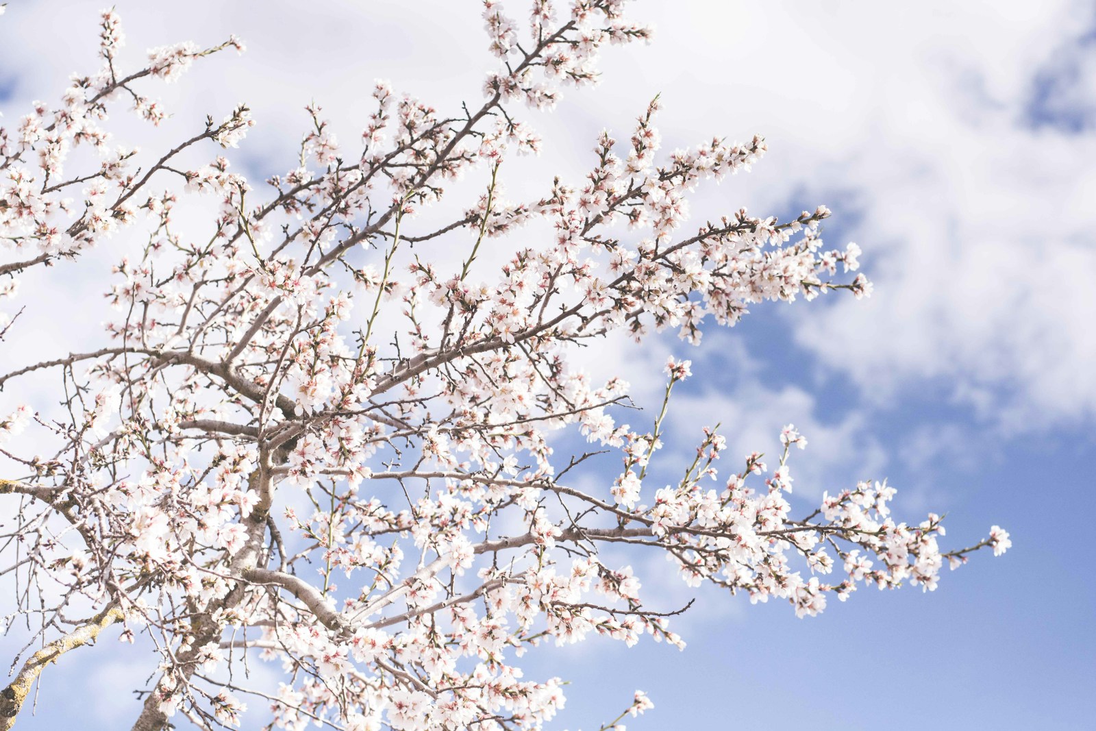 Photo by Anna Jiménez Calaf white cherry blossoms